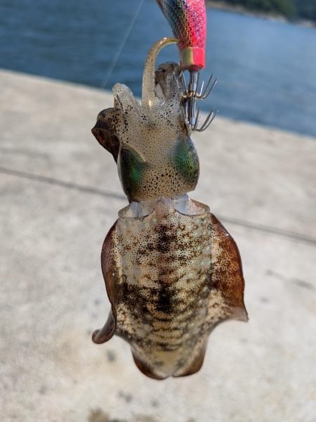 キスが釣れないので